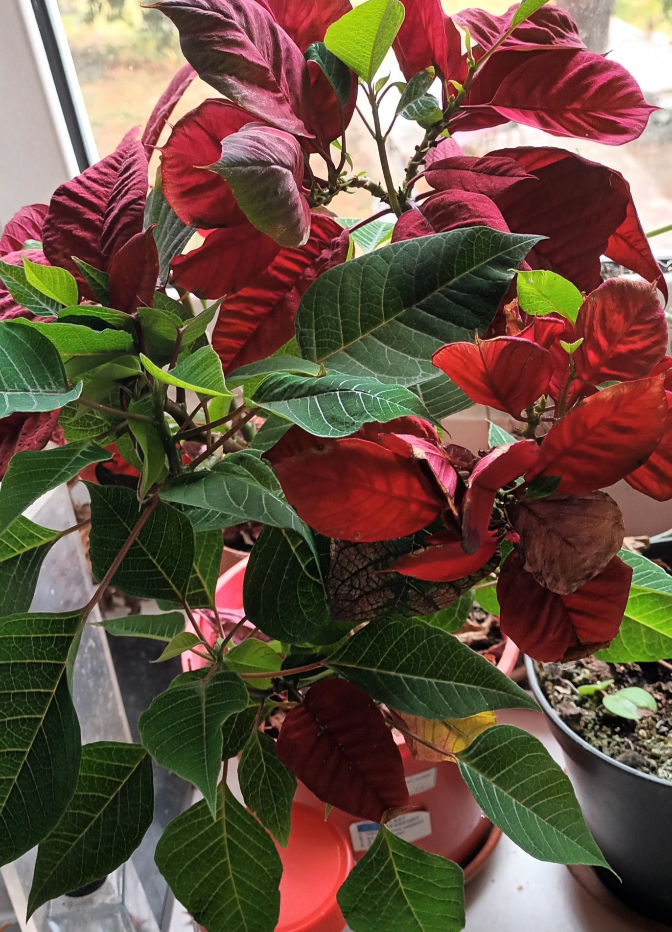 Poinsettia in bloom