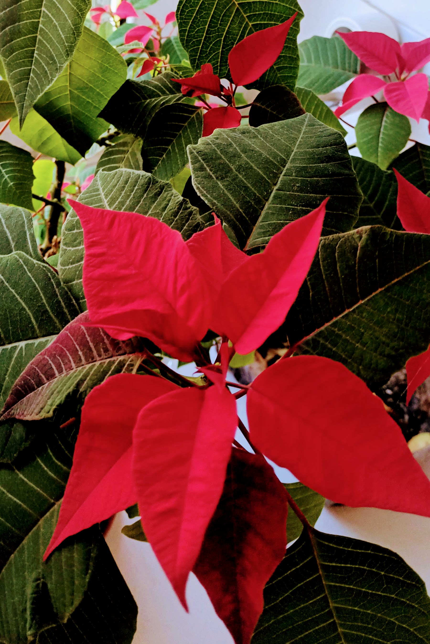 Poinsettia in bloom
