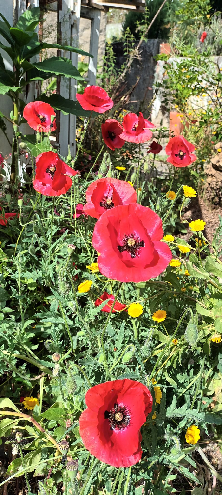 Poppies